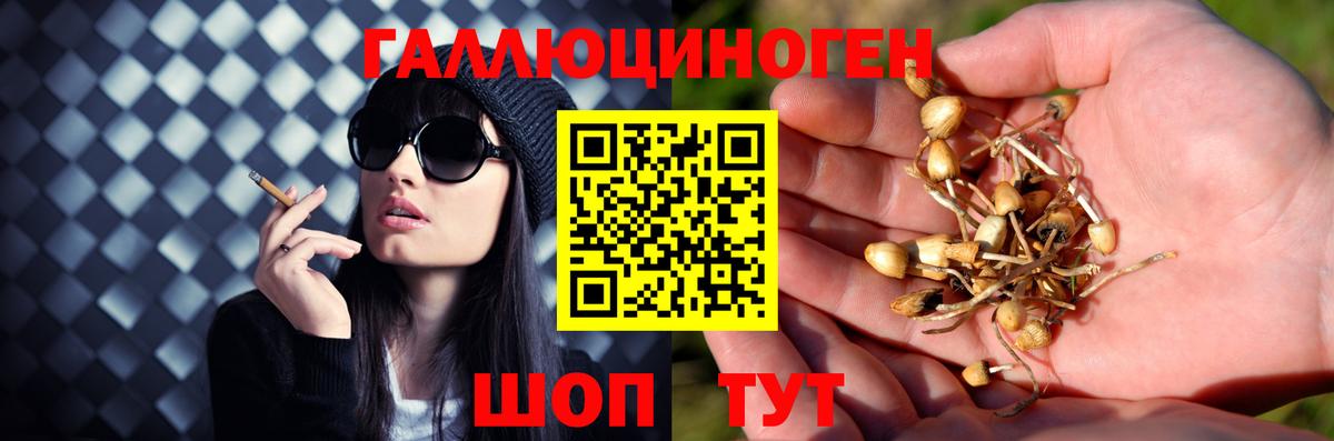 Галлюциногенные грибы Psilocybe  Вход с VPN  купить наркоту  Нурлат 